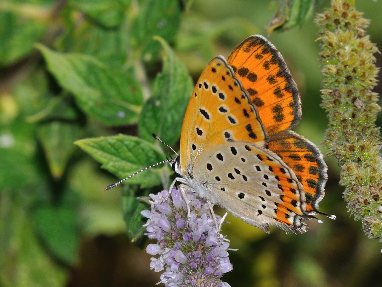 Licenide con i codini - Lycaena thersamon